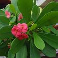 Отдается в дар Эуфорбия — цветок с Мадагаскара