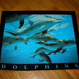 Отдается в дар Фото-плакат с дельфинами, ламинированный