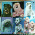 Отдается в дар 10 календариков: коты и собаки