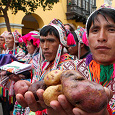 Отдается в дар Перуанский картофель (Уника?)