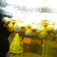 Отдается в дар Улитки аквариумные желтые (ампулярии)