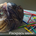 Отдается в дар Кот канцелярский