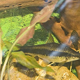 Отдается в дар Аквариумные рыбы взрослые, водорослееды