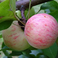 Отдается в дар Подмосковные яблоки из собственного сада