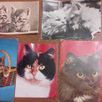 Отдается в дар открытки зарубежные с котами