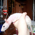 Отдается в дар Крыса, Хаски дабл-рекс, 5-6 месяцев.