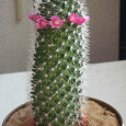 Отдается в дар Кактусята от цветущего кактуса.