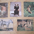 Отдается в дар открытки с животными 80-х гг