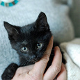 Отдается в дар какая прелесть — маленький чёрный котёнок