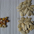 Отдается в дар Семена тыквы и кукурузы.