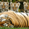 Отдается в дар Тигры на марках