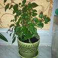 Отдается в дар Фуксия, 2 самостоятельных растения.