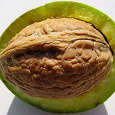 Отдается в дар Плоды маньчжурского ореха