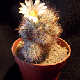 Отдается в дар Кактус Mammillaria prolifera