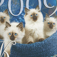 Отдается в дар Перекидной настенный календарь с котятами (2009)