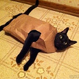 Отдается в дар Летний кот в мешке.