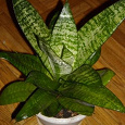 Отдается в дар Сансивьерия Хани (сорт Hahnii (Sansevieria trifasciata 'Hahnii'))