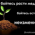 Отдается в дар Семена Черимойи. Латинское название: Annona cherimola. Русское название: Черимойя. Семейство: Annonaceae (Москва)
