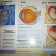 Отдается в дар Медицинской энциклопедии картонные иллюстрированные карточки, альбомного формата 12 шт ---3 фото