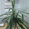 Отдается в дар Комнатное растение — пальма драцена