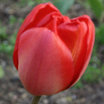 Отдается в дар Луковицы тюльпана.