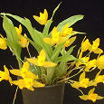 Отдается в дар Отросток орхидеи ликасты
