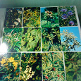 Отдается в дар открытки лекарственные растения