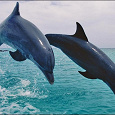 Отдается в дар любителям дельфинов