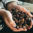 Отдается в дар какао бобы