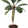Отдается в дар Молочай беложильчатый (Euphorbia leuconeura)