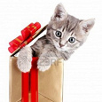 Отдается в дар Кот в коробке! с сюрпризами.