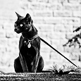 Отдается в дар Кто тут кошка черная?