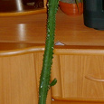 Отдается в дар Молочай треугольный Euphorbia trigona рост 1м