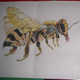 Отдается в дар Рисунок «Пчела»