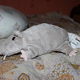 Отдается в дар Мягкая игрушка «Крыса» из ИКЕА