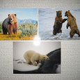 Отдается в дар открытки (картинки)-медведи