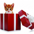 Отдается в дар Кот в мешке. Пакетик с подарочками!