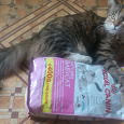 Отдается в дар Корм для кошек Royal Canin Mother&BabyCat упаковка 800 грамм