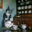 Отдается в дар Кот утренний домашний (чайный котик).