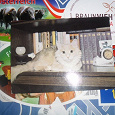 Отдается в дар Советская открыточка с котиком-книголюбом. Подписана.