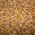 Отдается в дар Корм для животного или людям — пшеница