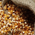 Отдается в дар Семена кукурузы для попкорна