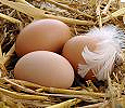 Отдается в дар Яйца куриные домашние