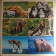 Отдается в дар открытки (картинки)-животные