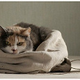 Отдается в дар кот в мешке «бумажный» (Москва)
