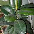 Отдается в дар Фикус каучуконосный ( Ficus elastica )