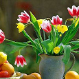 Отдается в дар Луковички тюльпанов