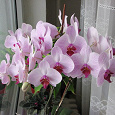Отдается в дар отросток орхидеи