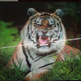 Отдается в дар Объемное изображение тигра.