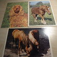 Отдается в дар открытки с домашними животными